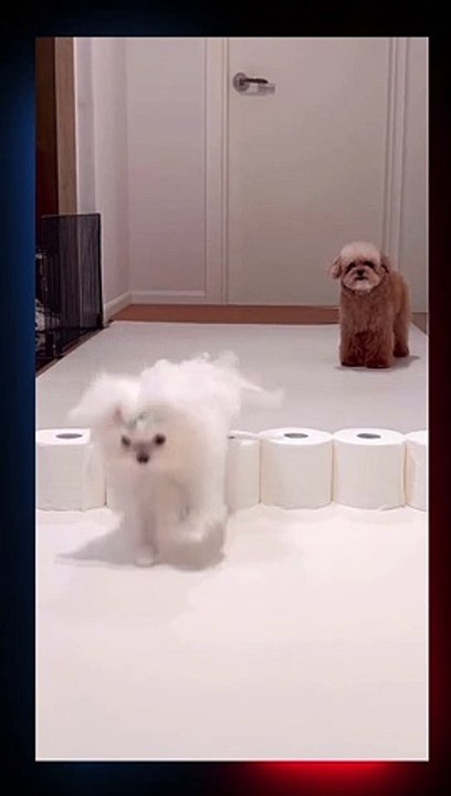 Amazing Cute Cats & Dogs jumping or Challenge Funny Cat Jump Fail Compilation #viral #foryou #shorts #short