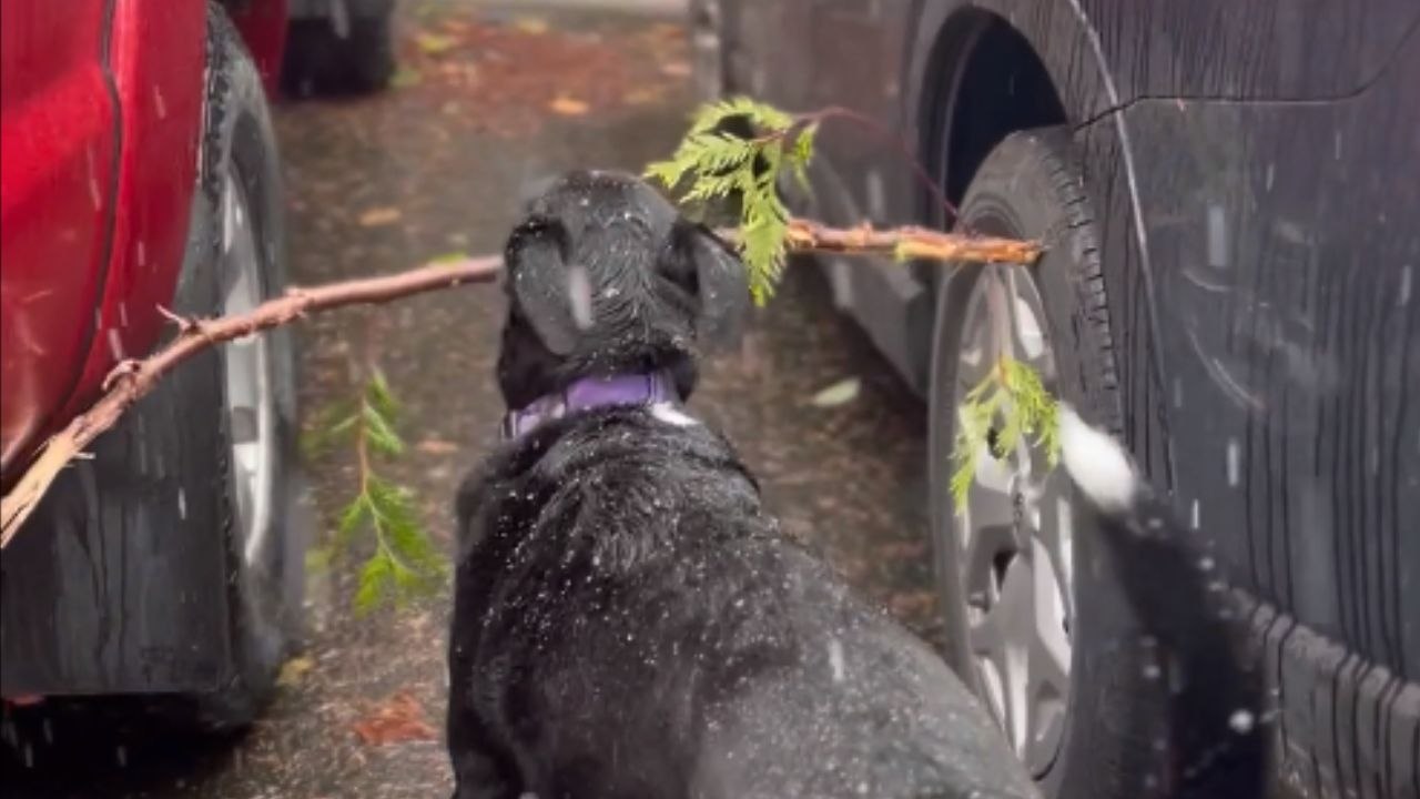 'You’re Smarter Than This' - Goofy dog finds himself in a STICK-y situation