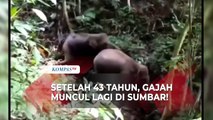 Viral Penampakan Dua Ekor Gajah di Sumatera Barat, Setelah Terakhir Muncul 43 Tahun Lalu