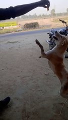 Dog ka to dekho kamal kese kud kud ke kha raha hai shorts