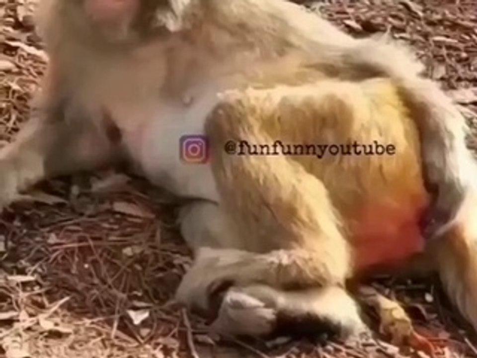 Unconfirmed_download_https___www.instagram.com_p_CopXW6jvMkp_(video0)
