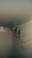 Arañas que viven en el baño de mi casa , son insectos muy bonitos y se puede convivir con los insectos como amigos , animales y mascotas