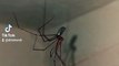 Arañas que viven en el baño de mi casa , son insectos muy bonitos y se puede convivir con los insectos como amigos , animales y mascotas
