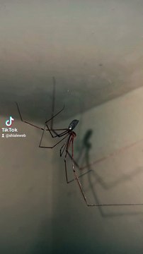 Arañas que viven en el baño de mi casa , son insectos muy bonitos y se puede convivir con los insectos como amigos , animales y mascotas