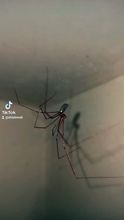 Arañas que viven en el baño de mi casa , son insectos muy bonitos y se puede convivir con los insectos como amigos , animales y mascotas