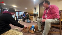 Comfort Dogs Help Michigan State University Shooting Survivors