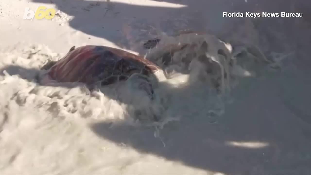 These Turtles Had an Amazing Valentine’s Day