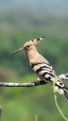Cet oiseau est INCROYABLE !!!