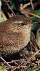 TU NE VAS PAS LE CROIRE MAIS SON NOM EST « MIGNON »