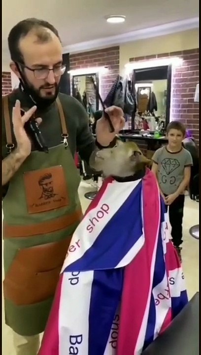 Cute Funny Monkey Videos