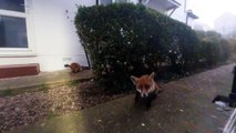 Meet the couple who love to feed foxes who visit them and have even affectionately named them