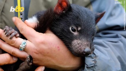 How Cute are these Tasmanian Devil Joeys?