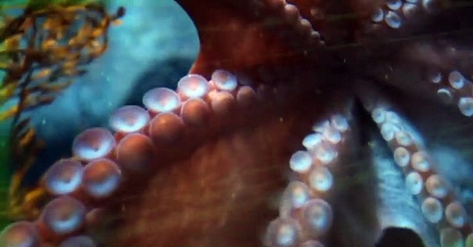 Wild Kratts Wild Kratts S01 E033 – The Gecko Effect