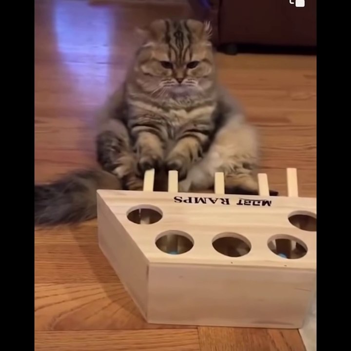 Funniest Cats Compilation #27 Don't try to hold back Laughter