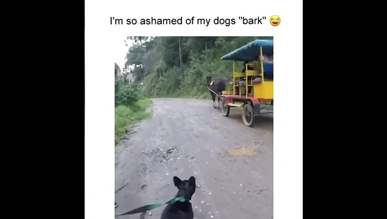 Animals-Funny  Dog part 1