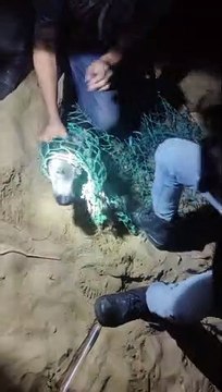 Rescuing a Dog With Its Head Trapped in a Plastic Jar