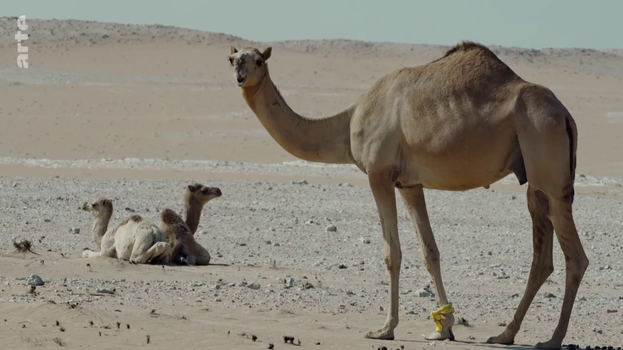 Le Qatar sauvage