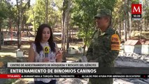 Así entrenan a los binomios caninos del Ejército Mexicano