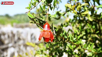 برنامج فلاحتنا الحلقة الأولى