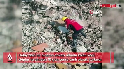 Enkaz altındaki kedi 10 gün sonra kurtarıldı