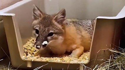 Adorable fox gets case of hiccups at Texas zoo