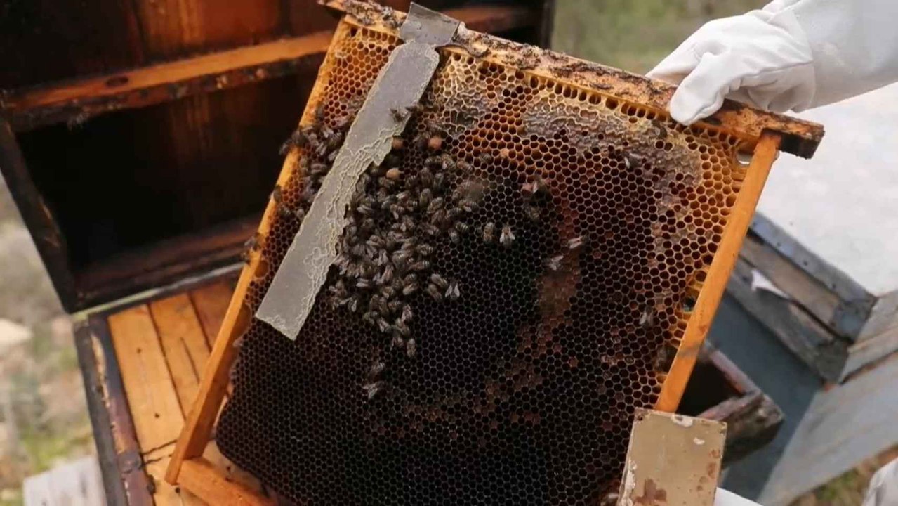 Vídeo del proyecto Smart Green Bees que se desarrolla en los Montes de Málaga.