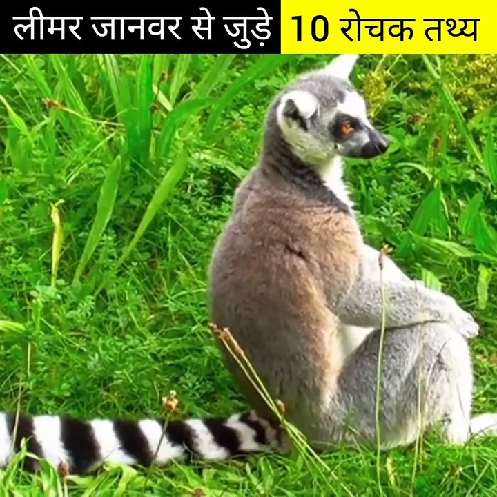 लीमर जानवर से जुड़े 10 रोचक तथ्य