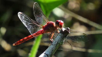 Dragonfly 4k UHD 30fps