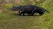 Une grosse bête sort des buissons et traverse le chemin : crocodile géant