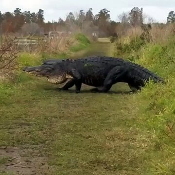 Une grosse bête sort des buissons et traverse le chemin : crocodile géant