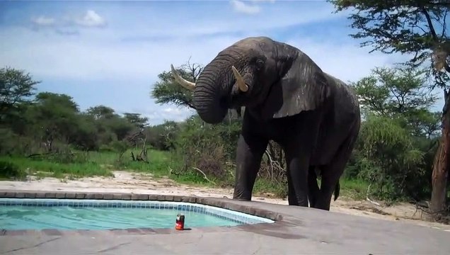 Un éléphant vient boire dans une piscine sous les yeux de touristes