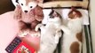 Feline Fun Laughing At The Silly Antics Of Cats! - Funniest Animals Video #4 XD