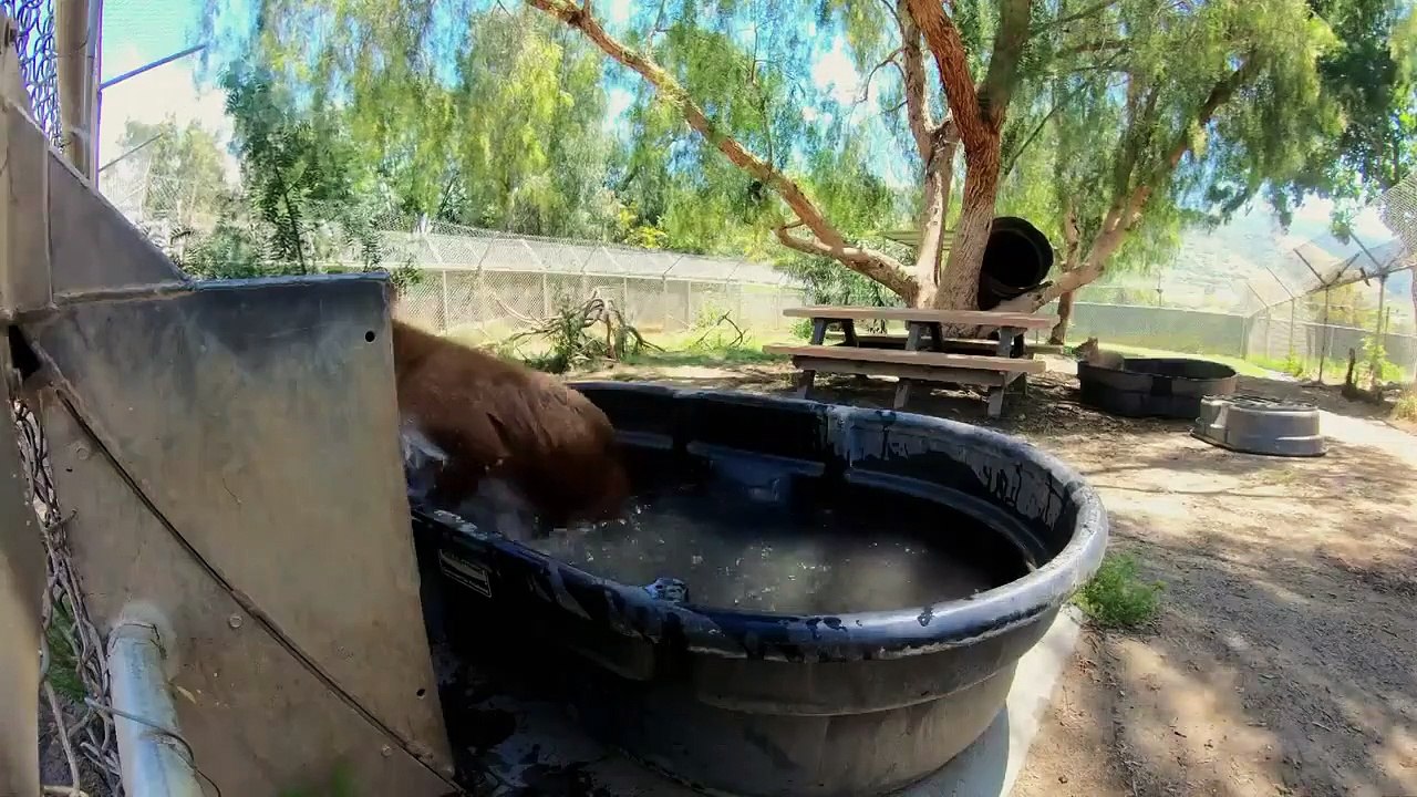 The zoo - se4 - ep14 - wild dogs on the move hd watch