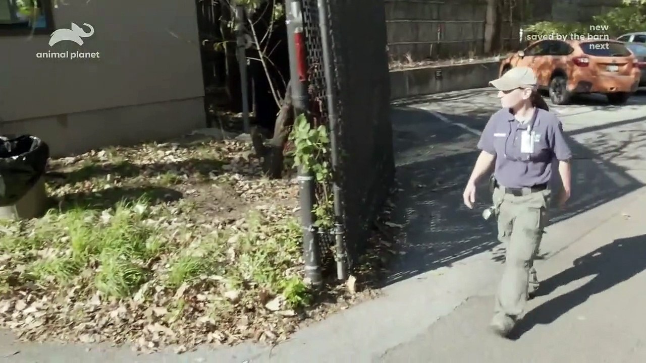 The Zoo - Se4 - Ep12 - Penguins In Love HD Watch