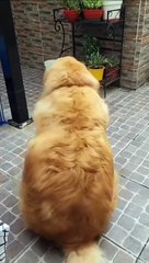 Just a ball of flutt 