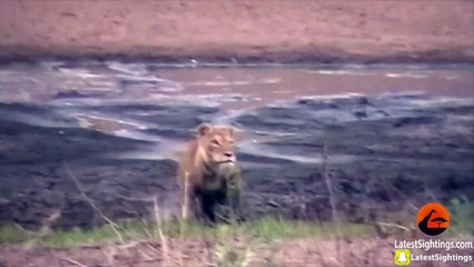Lions Hunt & Attack Impalas at Waterhole