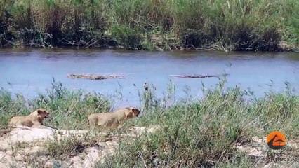 Lions Hunt a Herd of Impalas - Latest Wildlife Sightings