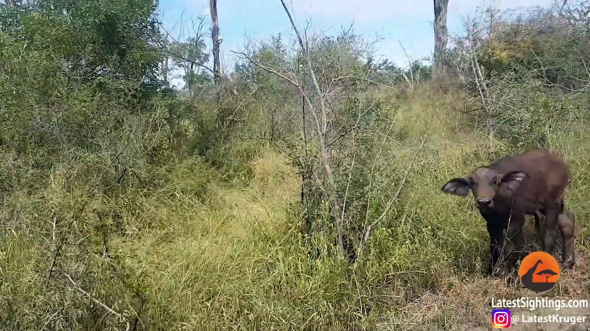 Lions Hunt Buffalo Calf Left Behind by Herd - video Dailymotion