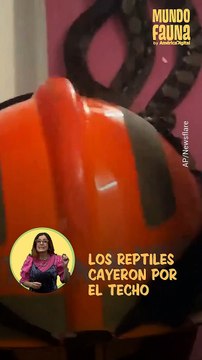 De infarto: dos pitones gigantes cayeron del techo de una vivienda y obligaron a todos a huir