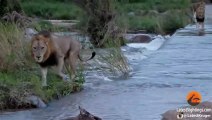 3 Huge Male Lions Cross River (1 slips) - Latest Wildlife Sightings