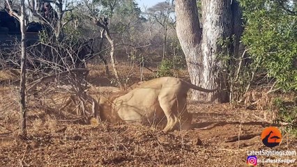 2 Male Lions Dig Out Warthog from Burrow