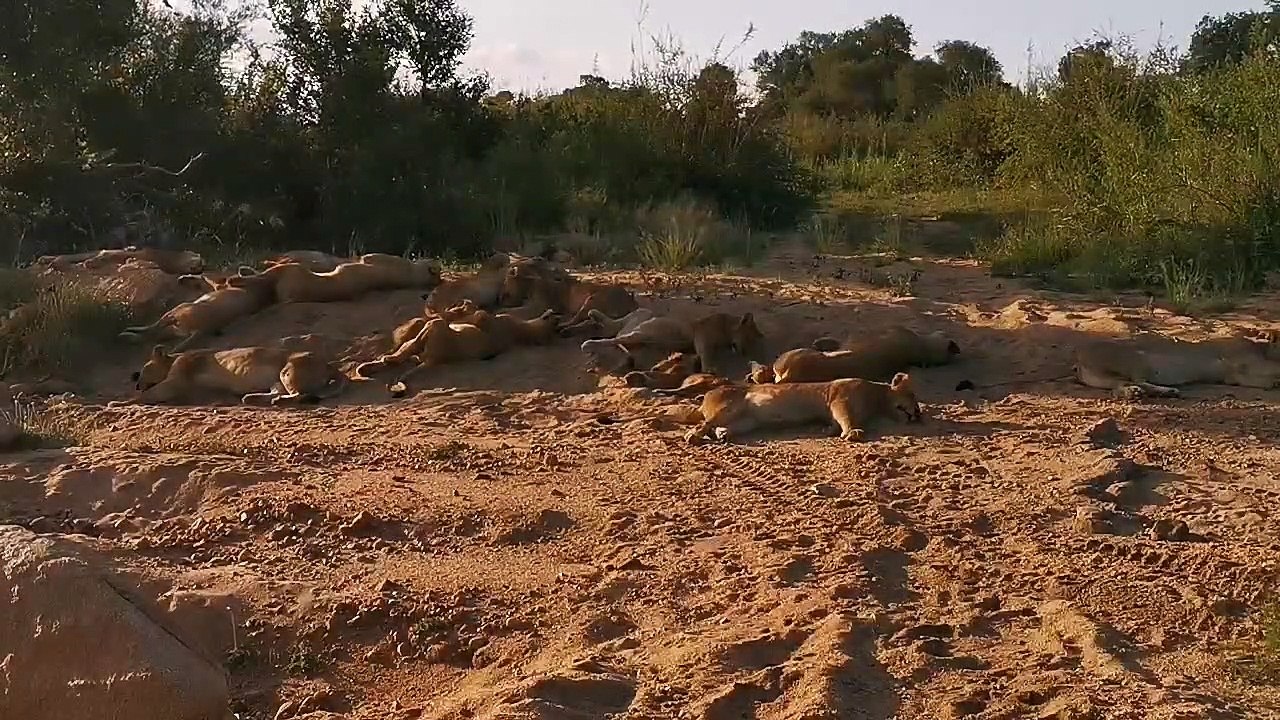 20 LIONS - LIVE!