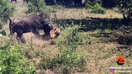 Buffalo Flips a Sleeping Lion!
