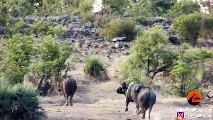 Buffaloes Rescue Baby Elephant from Lions