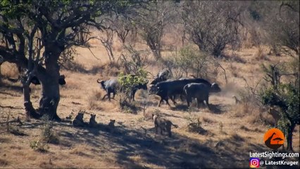 Buffaloes Rescue Friend from Lions