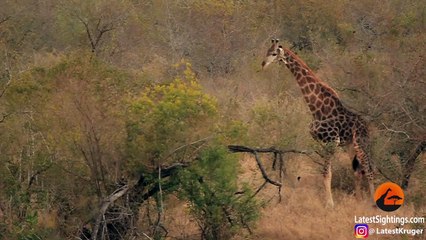 Giraffe Kicks Lions To Defend Itself