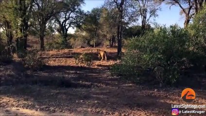 Hippo Bites Land Rover As Lions Attack