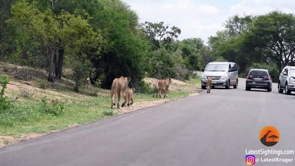 Lions Get a Meal Delivered Right To Them