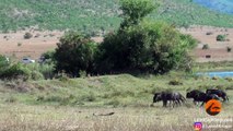 Lions Hunt Pregnant Wildebeest and Pull the Baby Out!