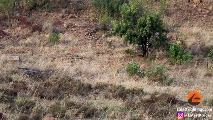 Lions Kill Zebra While Ousting Young Males from Pride!